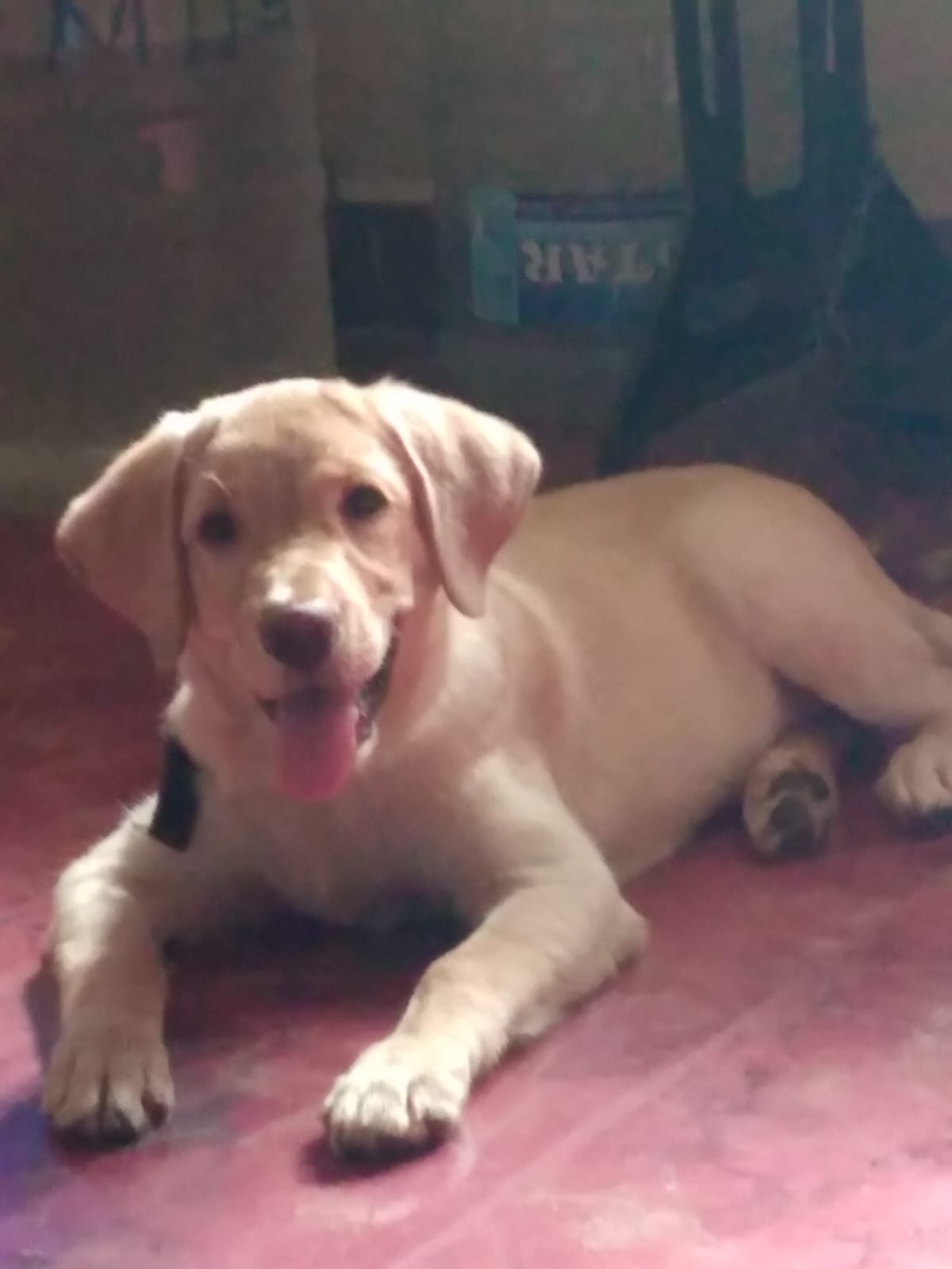 3.5mths old Lab - Female pup for sale